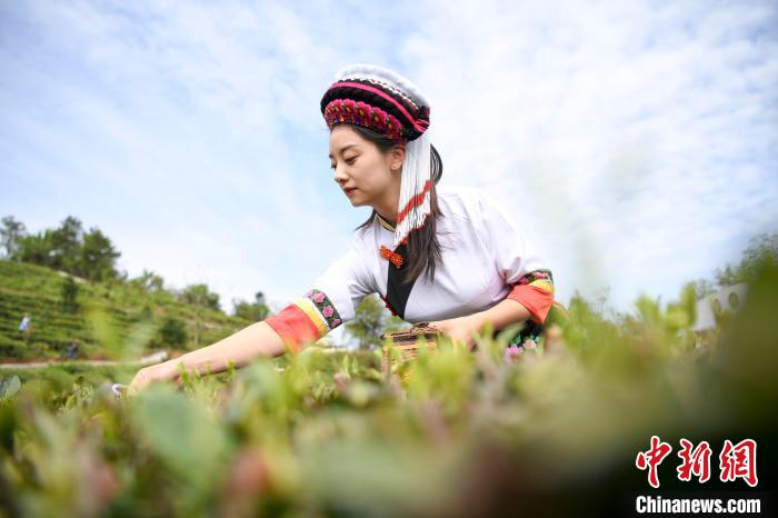 白族村民身著民族服飾采摘白茶。　楊華峰 攝