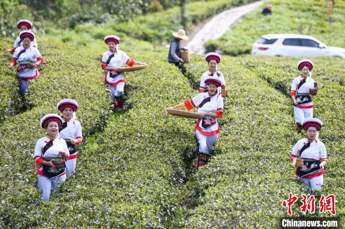 白族村民走進(jìn)茶園采摘。　楊華峰 攝