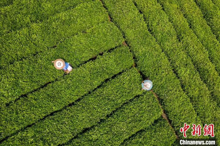 茶農(nóng)正在采摘新鮮茶葉?！√普?攝