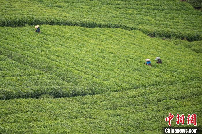 茶農(nóng)采摘谷雨茶?！√普?攝