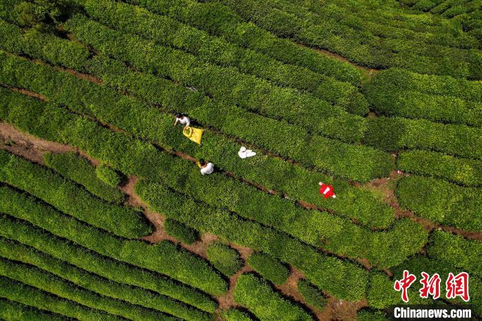 茶農(nóng)正在采摘新鮮茶葉。　唐哲 攝