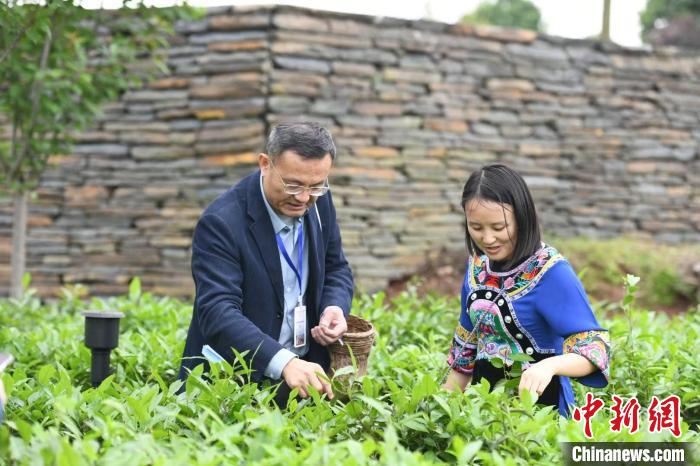 東盟國(guó)家媒體記者在辰龍關(guān)茶園采茶?！钊A峰 攝