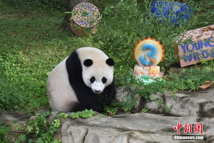 當?shù)貢r間8月21日，旅美大熊貓幼崽“小奇跡”迎來3周歲生日。華盛頓國家動物園給“小奇跡”舉辦了“生日派對”，眾多游客前來給“小奇跡”慶生。<a target='_blank' href='/'><p  align=