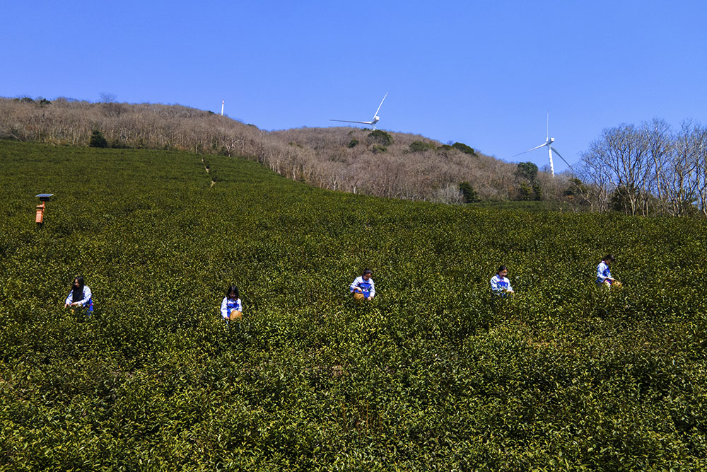 茶農(nóng)們搶抓晴好天氣采摘春茶。楊云中攝