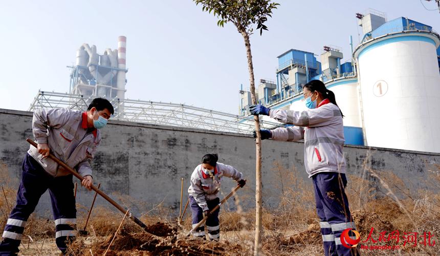 邢臺金隅職工在石邢公路沿線植樹。 宋繼昌攝