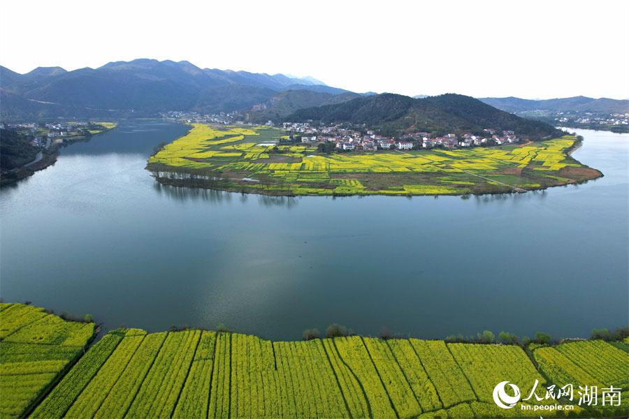 春江水暖，油菜花開。人民網(wǎng) 李芳森攝