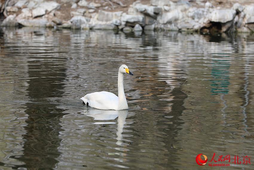 北京動物園水禽湖上，水鳥游弋其中，傳遞春的消息。人民網(wǎng) 尹星云攝