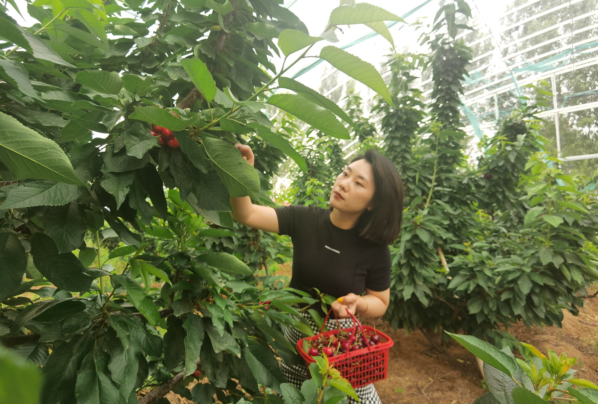 穿行林間，游客摘下一串串“紅瑪瑙”，感受鄉(xiāng)村別樣風景。 劉柯旋攝