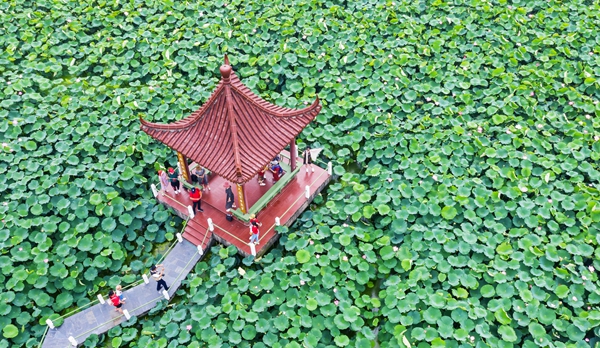 圖為金湖萬畝荷花蕩。陳義寶攝