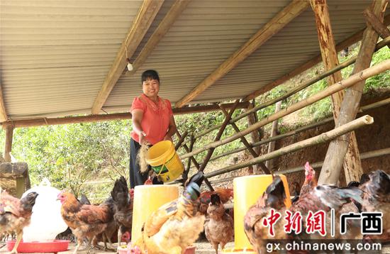 7月4日，在廣西柳州市融安縣大坡鄉(xiāng)崗偉村，脫貧戶藍(lán)遠(yuǎn)仙在給“大坡飛雞”喂食。覃慶和 攝