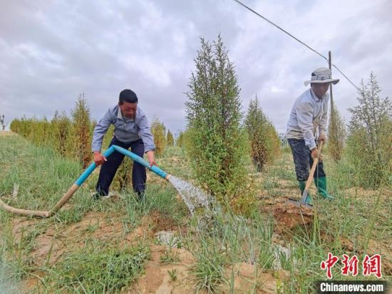 圖為扎西和村民給樹澆水?！∑钤鲚怼z