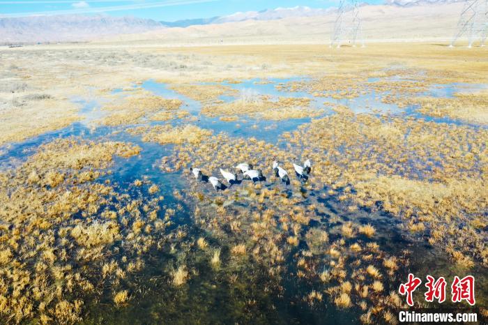 圖為一群黑頸鶴在濕地中央行走。　卡美燕 攝