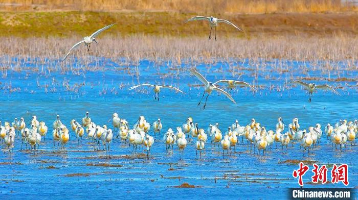 沿海濕地，鳥類天堂?！←}城市委宣傳部供圖