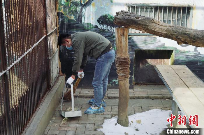 圖為雪豹“奶爸”史壽軍正在打掃豹館衛(wèi)生。　馬銘言 攝