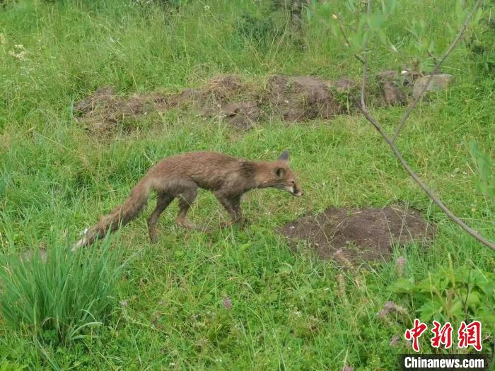 青?；ブ骄戎鷩叶壉Ｗo野生動物赤狐