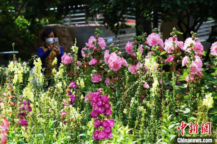 圖為市民在西寧園林植物園內(nèi)賞花拍照。　馬銘言 攝