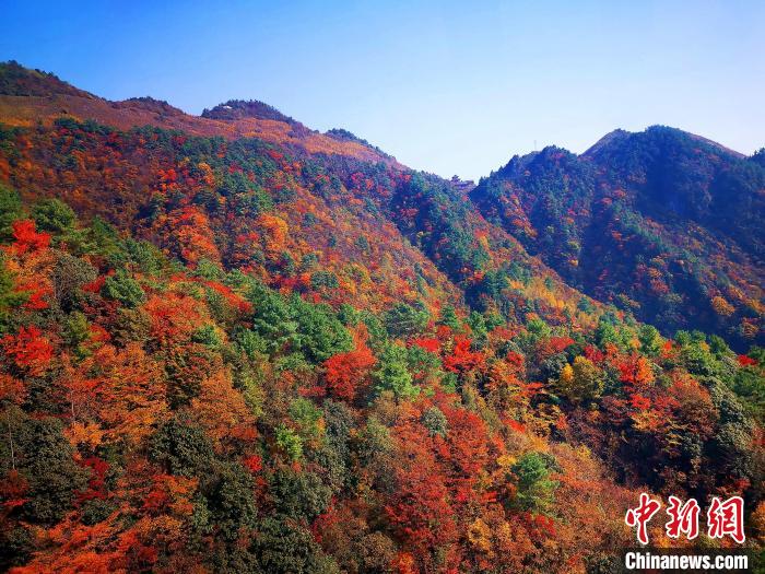 巴山大峽谷漫天紅葉。　張平 攝
