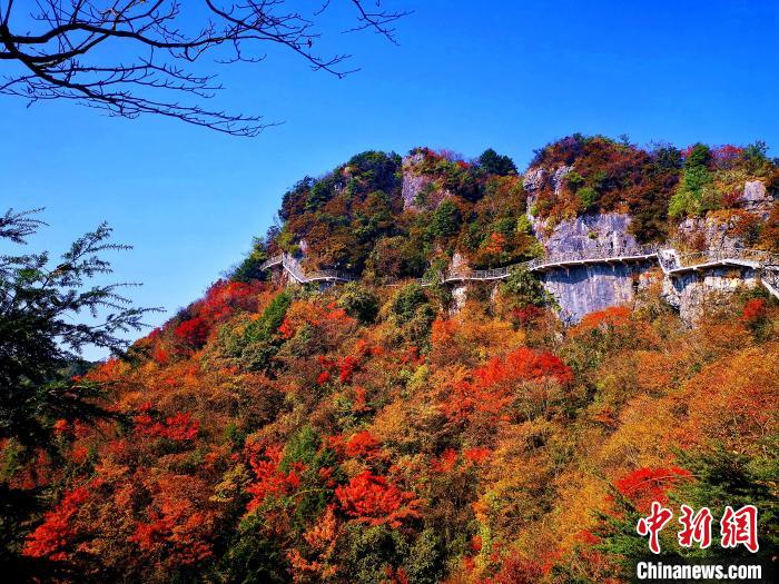 巴山大峽谷漫天紅葉。　張平 攝