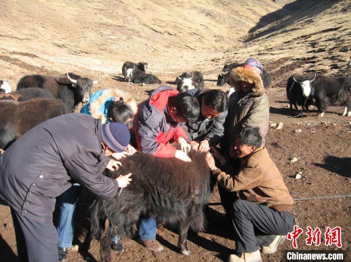 資料圖為研究團隊在青南高原地區(qū)開展了牦牛寄生蟲病流行病學(xué)和防治技術(shù)研究?！?青海省畜牧獸醫(yī)科學(xué)院供圖