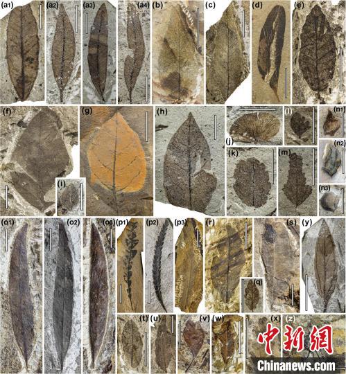 中始新世熱魯化石植物群(4500萬–4000萬年前)?！≈锌圃呵嗖馗咴?供圖