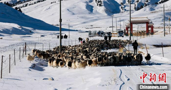 圖為村民在雪地上放牧。　都蘭縣融媒體中心供圖