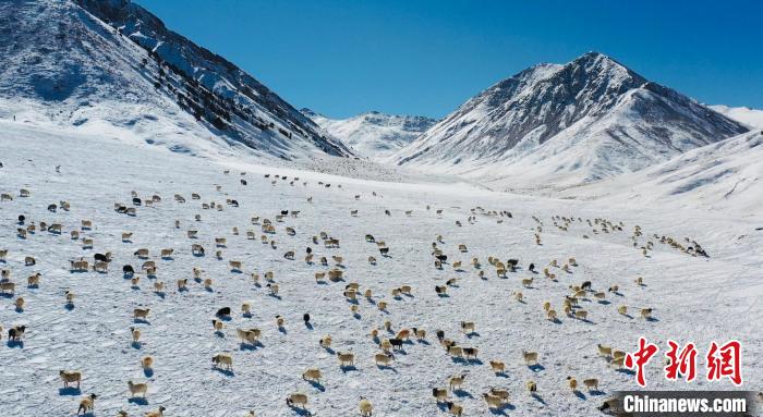 圖為羊群在雪地里覓食?！《继m縣融媒體中心供圖