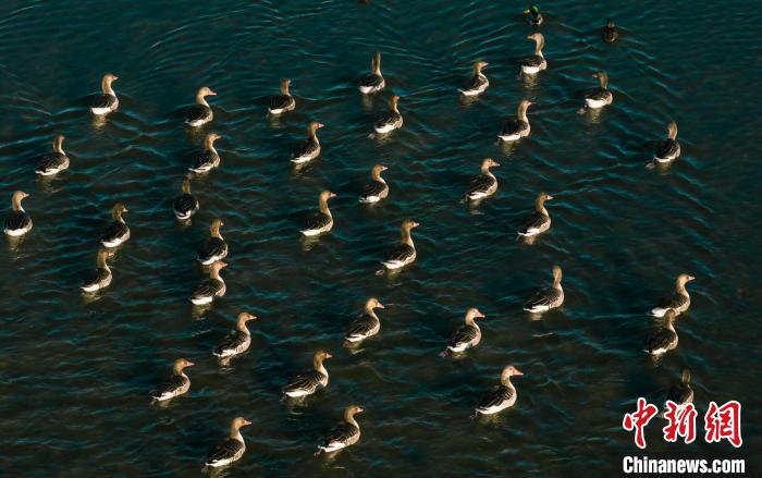 圖為湖中的野生鳥類。　何啟金 攝
