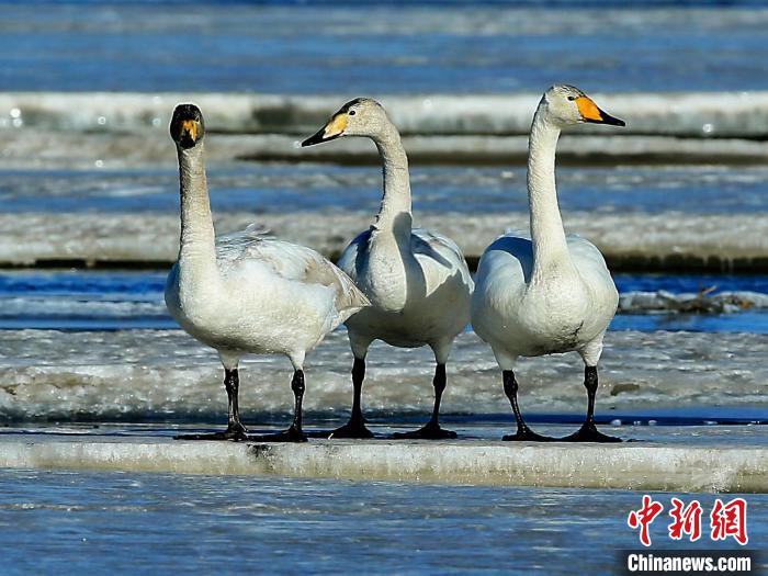 圖為三只天鵝在湖面上曬太陽(yáng)?！『螁⒔?攝