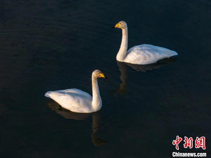 圖為兩只天鵝在湖中游蕩?！『螁⒔?攝