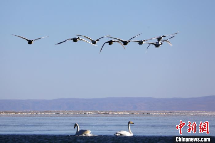 圖為大天鵝在青海湖上空飛翔?！●R怡睿 攝