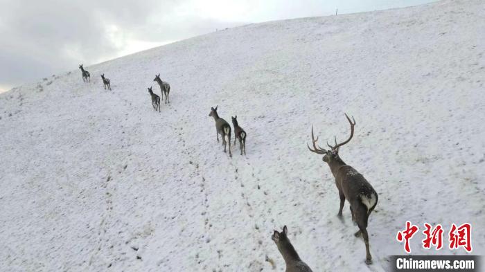 圖為馬鹿群在雪地里行走?！〔湃?攝