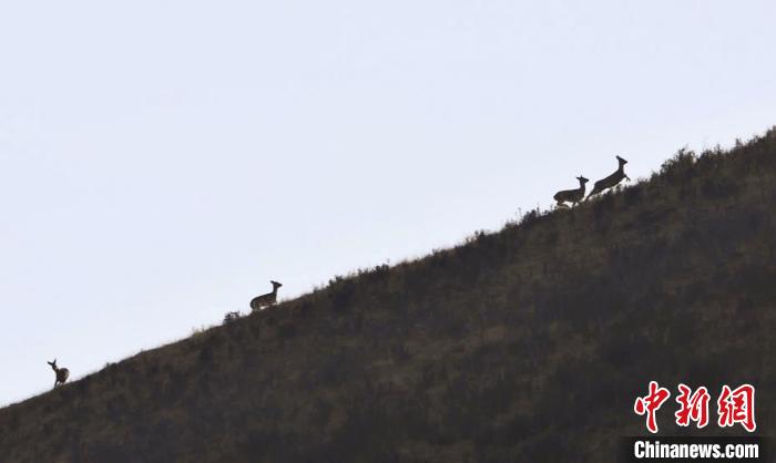 圖為狍鹿在山坡上漫步?！〔彭?xiàng)南加 攝