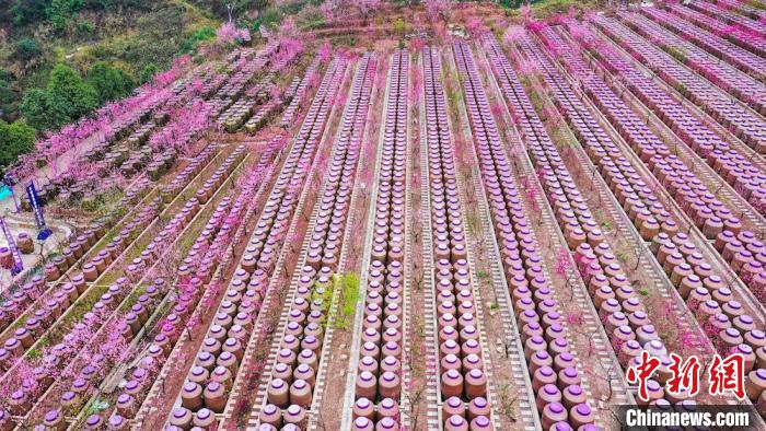 灼灼桃花惹人醉?！㈡?攝