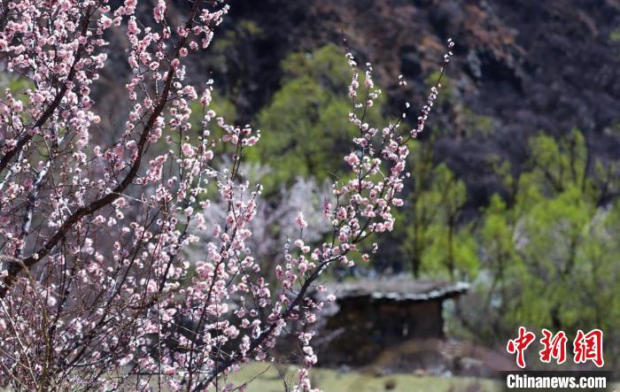 白玉縣河谷間盛開(kāi)的桃花?！“子袢诿?攝