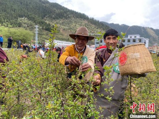 圖為當(dāng)?shù)剞r(nóng)牧民進(jìn)行藏雪茶采摘比賽?！⊥鮿x 攝