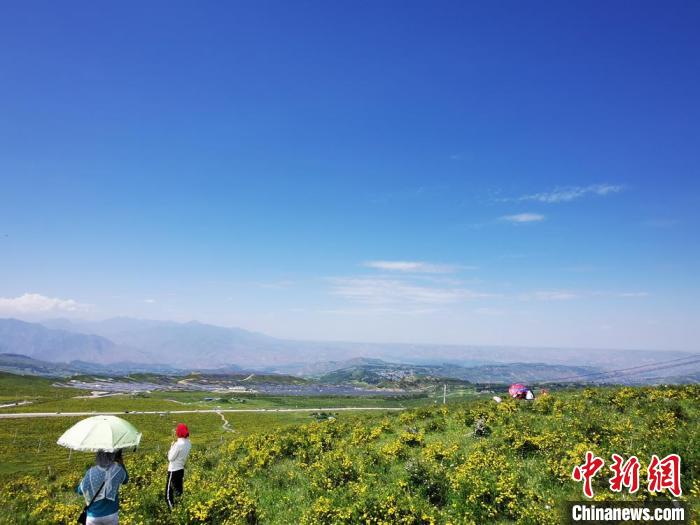 2020年07月07日拍攝于臨夏州積石山縣境內(nèi)，生態(tài)環(huán)境逐漸恢復(fù)，小黃花開遍山間。(資料圖) 殷春永 攝
