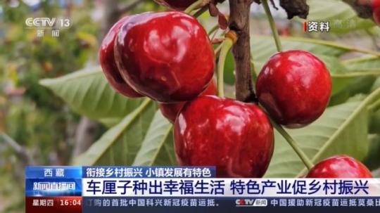 種蘑菇、養(yǎng)駱駝...。。特色產(chǎn)業(yè)助力鄉(xiāng)村振興走新路