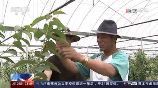 種蘑菇、養(yǎng)駱駝...。。特色產(chǎn)業(yè)助力鄉(xiāng)村振興走新路