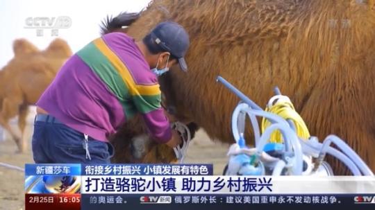 種蘑菇、養(yǎng)駱駝...。。特色產(chǎn)業(yè)助力鄉(xiāng)村振興走新路