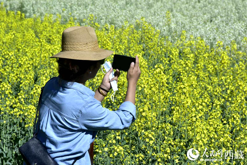 大片油菜花吸引游客到來。人民網(wǎng) 李海霞攝
