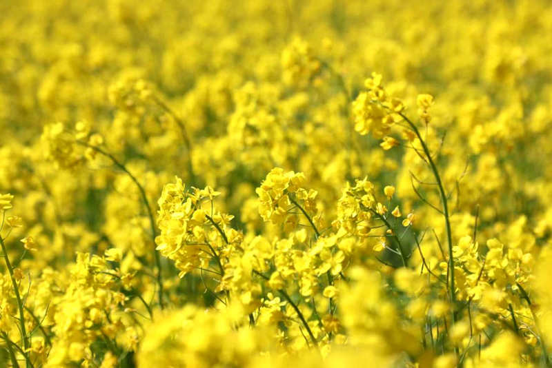 油菜花盛開(kāi)。洛克攝