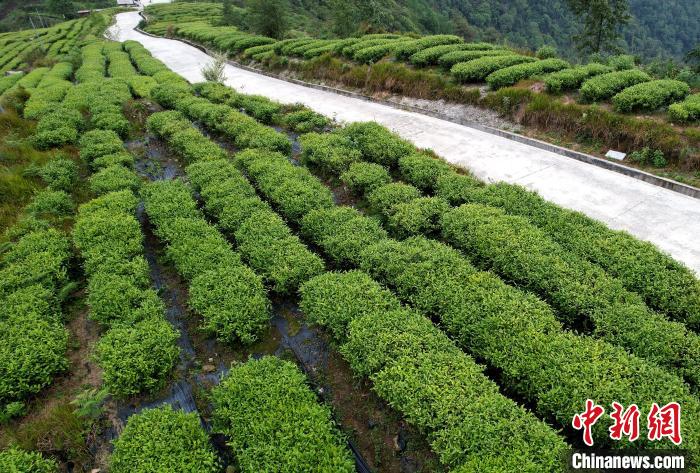 圖為西藏林芝市墨脫縣背崩鄉(xiāng)格林村山頂?shù)木坝^茶園。(無(wú)人機(jī)照片) 李林 攝