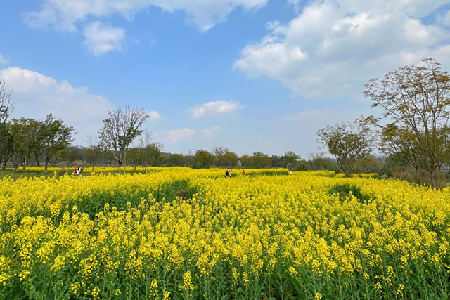 每到油菜花季，就有市民相約到重慶廣陽島上踏青賞花。鄒樂攝