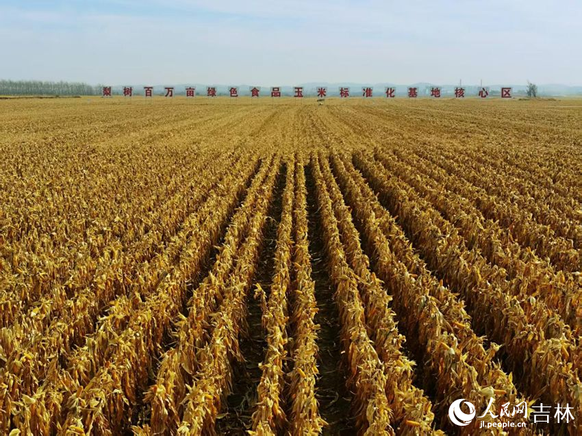 吉林黑土地上糧滿倉（資料圖片）。人民網(wǎng)記者 王海躍攝