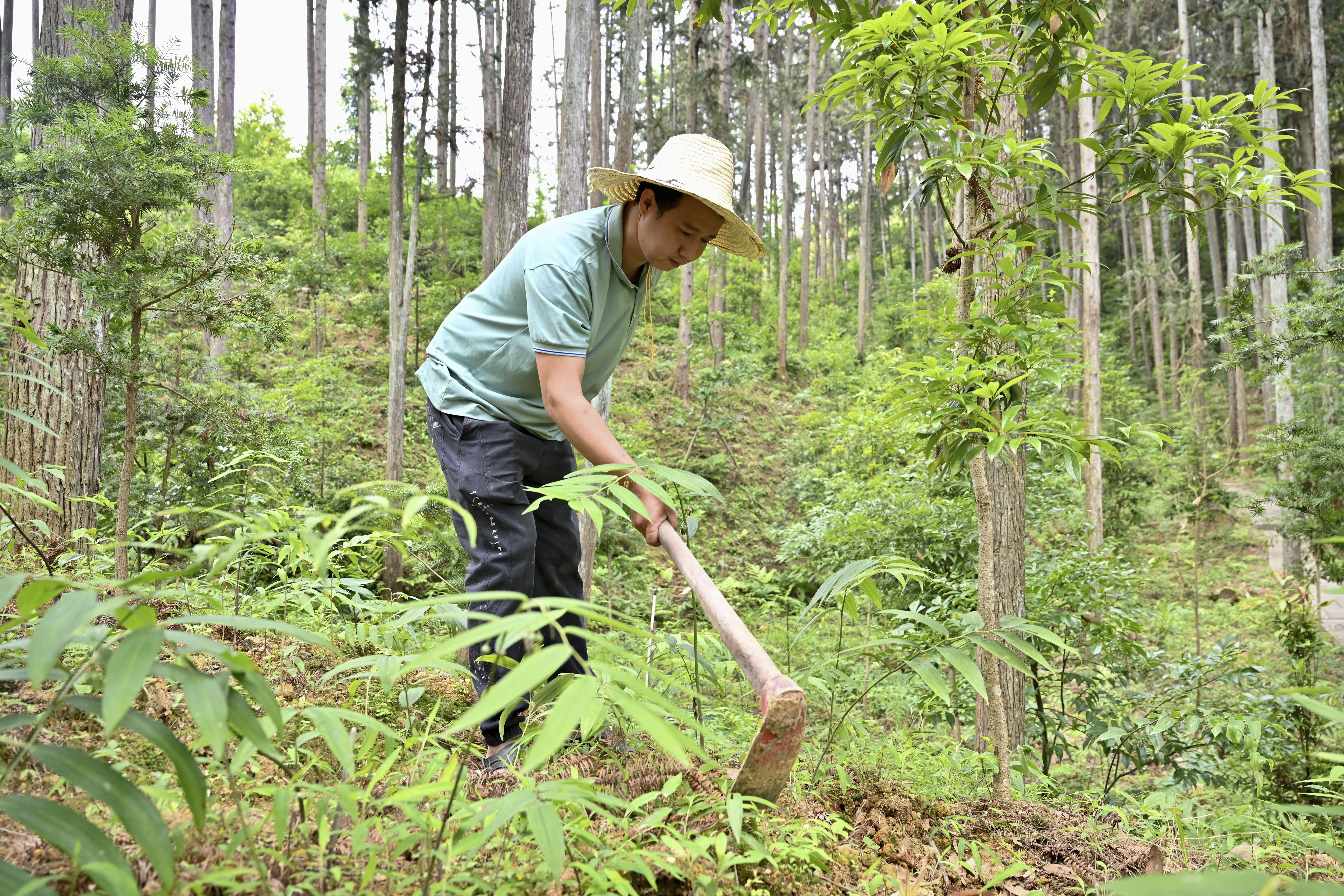 2024年5月9日，福建省三明市馬巖林下經(jīng)濟(jì)種植示范基地工人在管理林下種植的多花黃精。