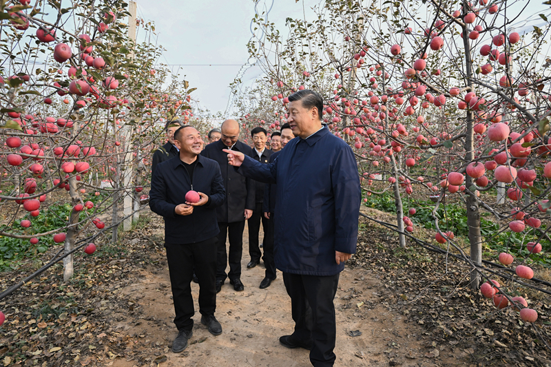 2022年10月26日，習(xí)近平總書記在陜西省延安市安塞區(qū)高橋鎮(zhèn)南溝村的蘋果園里同老鄉(xiāng)們親切交流。