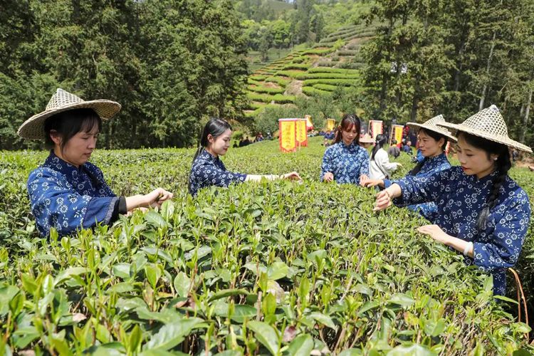 2025年4月13日，福建武夷山市星村鎮(zhèn)朝陽村茶農(nóng)在生態(tài)茶園展示采茶。新華社發(fā)（邱汝泉 攝）