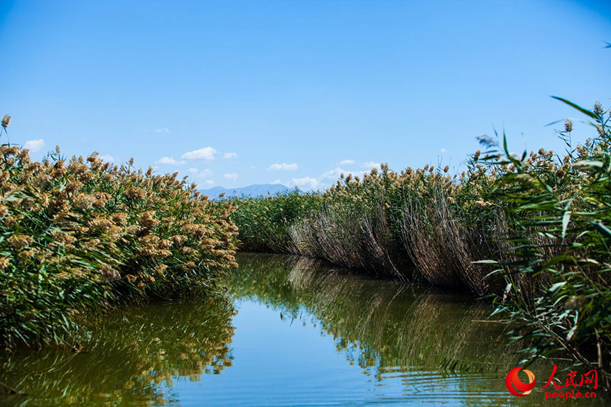 經(jīng)過(guò)治理的烏梁素海風(fēng)景秀美，蘆葦搖曳生姿。人民網(wǎng) 孟佳澍攝