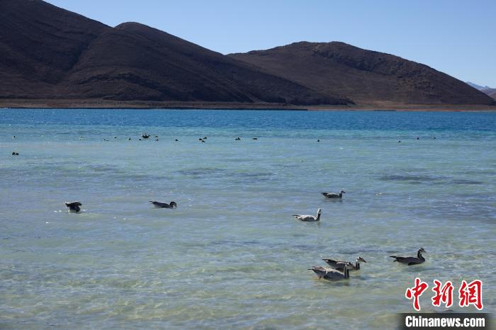 圖為過冬的候鳥在羊湖游弋?！∪轿木?攝