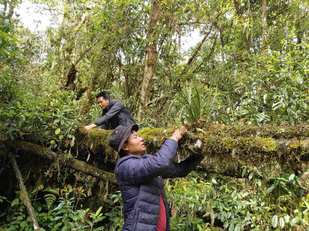 蘭花歸野。圖片由山水自然保護(hù)中心提供